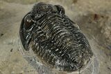 Detailed Gerastos Trilobite Fossil - Morocco #351270-3